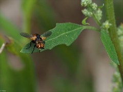 Gymnosoma
