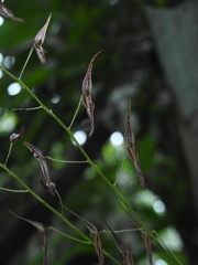 Pleurothallis stricta