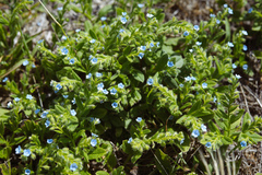 Thyrocarpus sampsonii