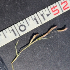 Bouteloua barbata