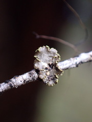 Pseudocyphellaria