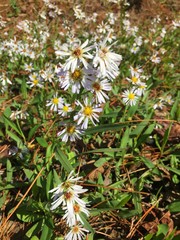 Symphyotrichum simmondsii