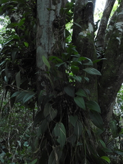 Pleurothallis stricta