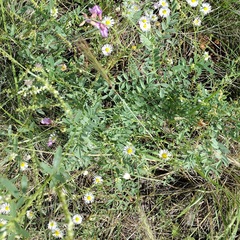 Astragalus hallii fallax