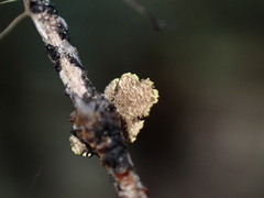 Pseudocyphellaria