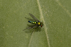 Condylostylus longicornis