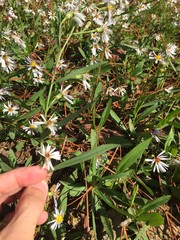 Symphyotrichum simmondsii
