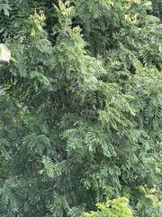 Calliandra haematocephala