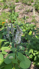 Agastache scrophulariifolia