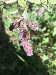 Spilostethus saxatilis