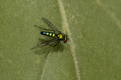 Condylostylus longicornis