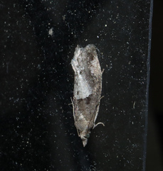 Epinotia