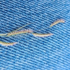 Bouteloua barbata