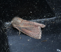 Denticucullus pygmina