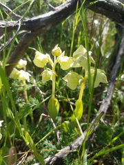 Pterygodium catholicum