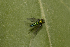 Condylostylus longicornis