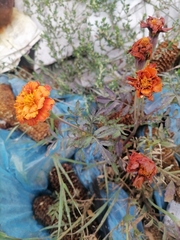 Tagetes patula