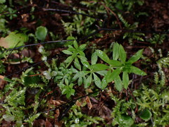 Galium triflorum