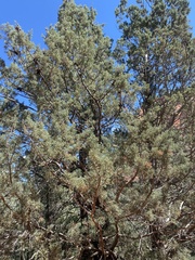 Juniperus deppeana