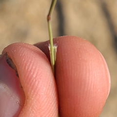 Bouteloua barbata