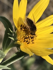 Sparnopolius confusus