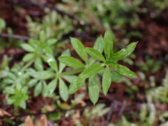 Galium triflorum