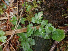 Coptis aspleniifolia
