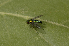 Condylostylus longicornis