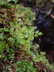 Coptis aspleniifolia