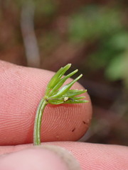 Coptis aspleniifolia