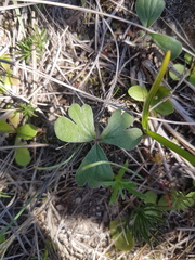 Pelargonium ternifolium