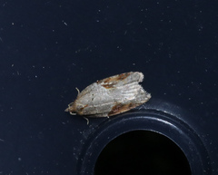 Acleris laterana