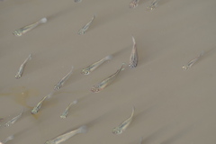 Poecilia latipinna