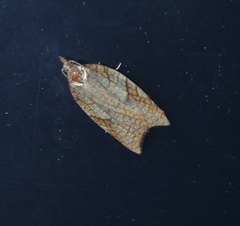 Acleris rhombana