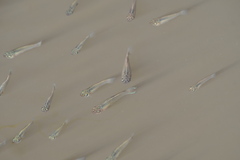 Poecilia latipinna