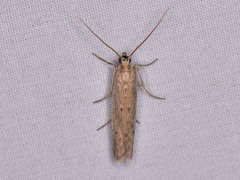 Homoeosoma electella