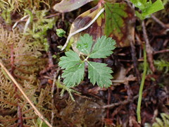 Rubus pedatus