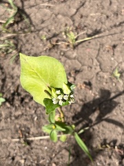 Fagopyrum esculentum