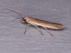 Homoeosoma electella