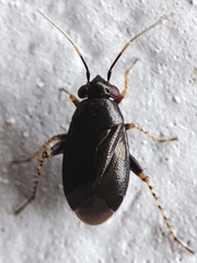 Chlamydatus pullus