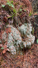 Icmadophila ericetorum