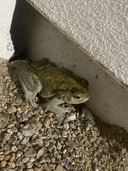 Incilius alvarius