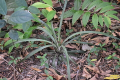 Ananas comosus