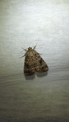 Amphipyra pyramidea