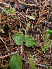 Neottia cordata