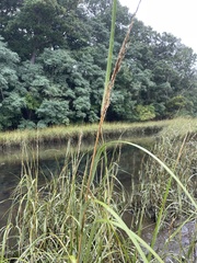 Sporobolus alterniflorus