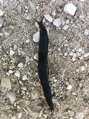 Limax cinereoniger