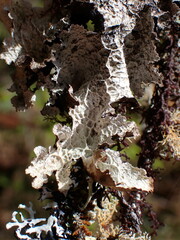 Platismatia norvegica