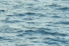 Pelagodroma marina