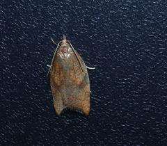 Acleris rhombana